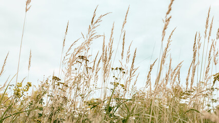 Dry yellow grass against the sky.