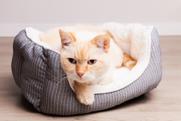 Cute funny beige cat in a textile basket bed on a wooden floor at home.