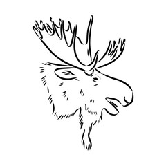 Vector hand drawn illustration of a moose isolated on a white background. A sketch of animal in engraving style.