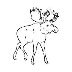 Vector hand drawn illustration of a moose isolated on a white background. A sketch of animal in engraving style.