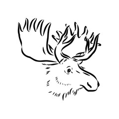 Vector hand drawn illustration of a moose isolated on a white background. A sketch of animal in engraving style.