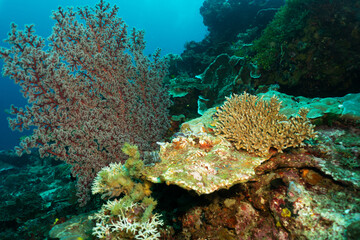 Bright and colorful underwater life of fish and corals in the world's oceans