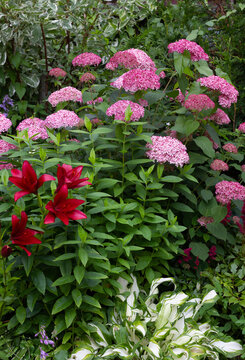 hydrangea pink anabel in garden design .Nearby crimson astilbes,variegated hosta,lilies OT hybrids. High quality photo