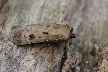 Closeup on the brown Heart and Dart owlet moth, Agrotis exclamationis sitting on wood