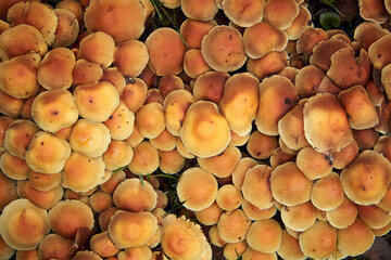 Cluster of small orange colored mushrooms growing on the grass.