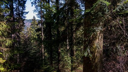 Obraz premium Proud, strong and resistant trees that grow in the mountains of the Carpathians