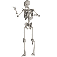skeleton posing 3d render illustration with transparent background	