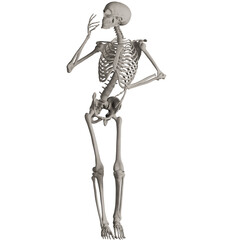 skeleton posing 3d render illustration with transparent background	