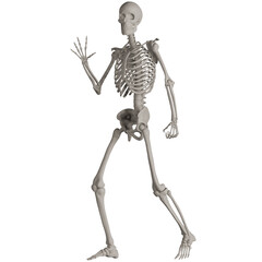 skeleton posing 3d render illustration with transparent background	