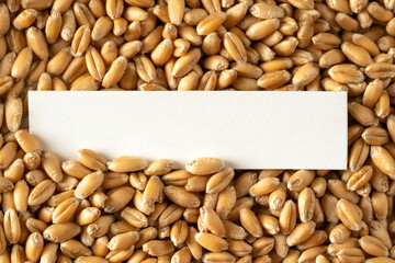 Concept, business and agriculture success finance. With room for text on card. Agriculture plant planting growing step concept in the garden.