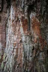Obraz premium Tree trunk details - Applecross estate - Highlands - Scotland - UK