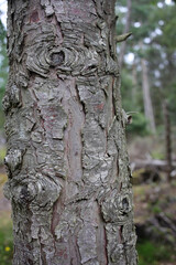 Tree trunk details - Applecross estate - Highlands - Scotland - UK