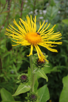 One flower of a yellow daisy flower thin petales and dipter - Flower buds visible in the distance - Inula hookeri - Asteracea
