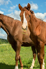 Naklejka na ściany i meble portrait of beautiful chestnut sportive colt in meadow with his mom. sunny summer day
