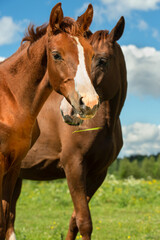 portrait of beautiful chestnut sportive  colt  in meadow with his mom.  sunny summer day