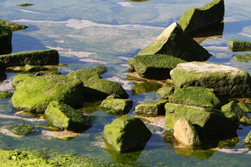 Algae on the rocks on the shores of the Mediterranean Sea in northern Israel.
