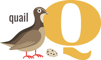 Q word symbol. Alphabet card with cartoon quail