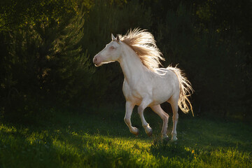 Obraz na płótnie Canvas Beautiful perlino andalusian horse running