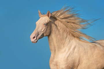 Beautiful perlino andalusian breed horse running on the background of blue sky