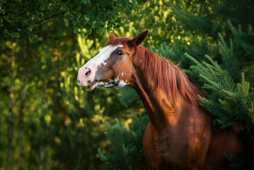 Funny horse itches in the branches
