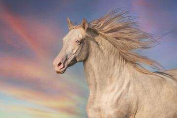 Fototapeta na wymiar Perlino andalusian breed horse running on the background of the sky
