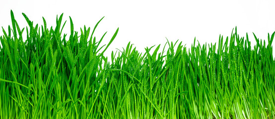 Green grass with dew water drops, isolated on transparent background. Sprouted oats. Png file with transparency.
