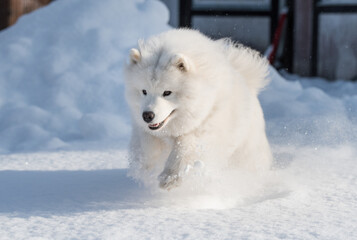 Obraz premium Samoyed white dog is running on snow outside