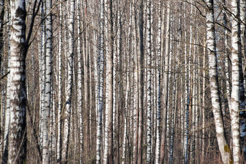 Obraz premium forest background, in the photo birch forest in autumn close-up