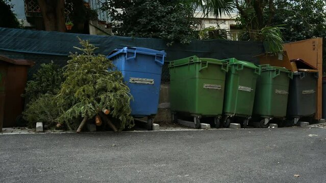 Abandoned Christmas trees beside garbage bin after the holidays. Ecology, environment and waste concept. Real time.