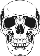 Front view of a human skull.