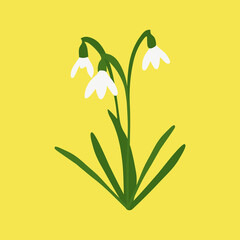 Several snowdrop flowers. First spring flowers. Vector illustration in flat style.