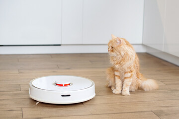 Ginger cat sleeping on floor while robotic vacuum cleaner silently working around. Top view on pet cat and vacuum cleaner on wooden floor.