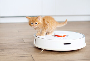 kittens sitting on robotic vacuum cleaner. White vacuum cleaner is working on the floor with calm...