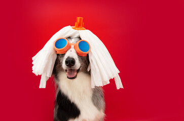 Happy dog celebrating carnival or halloween with a funny wig and retro sunglasses. Isolated on red,...