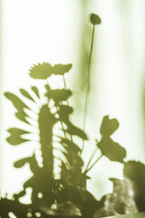 Shadows of plants and flowers on a white wall