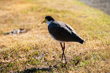 Australian Masked Lapwings (Vanellus miles)