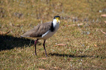 Australian Masked Lapwings (Vanellus miles)
