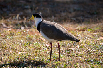Australian Masked Lapwings (Vanellus miles)