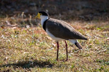 Australian Masked Lapwings (Vanellus miles)