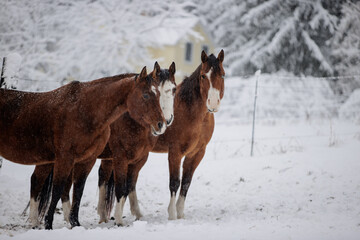 bay horses in snow storm