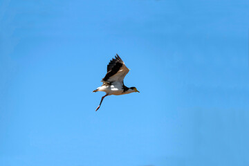 Australian Masked Lapwings (Vanellus miles)