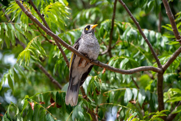 Australian Noisy Miner (Manorina melanocephala)