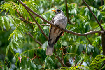 Australian Noisy Miner (Manorina melanocephala)