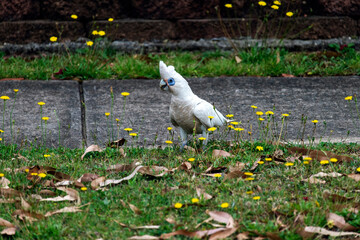 Little Corella (Cacatua sanguinea)