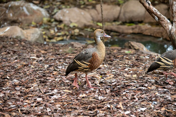 Plumed Whistling-Duck (Dendrocygna eytoni)