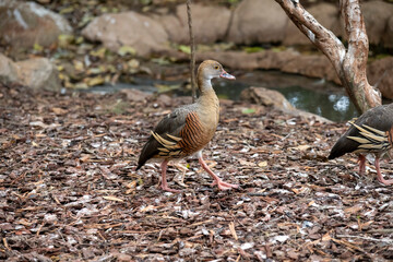 Plumed Whistling-Duck (Dendrocygna eytoni)