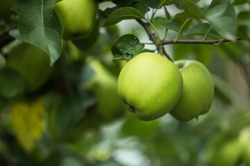 Golden Delicious. Fresh green juicy apple in organic garden. Cope space for your text. Selective focus
