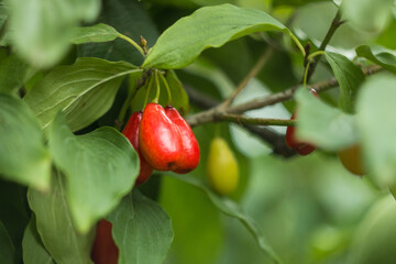 Red ripe dogwoods Cornus fruits on a fruit tree in the organic garden