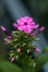 Fototapeta premium Purple flowers of phlox paniculata. Flowering branch of purple phlox in the garden on a blurred background. Soft selective focus. Artistic photo of flowers. Close up macro