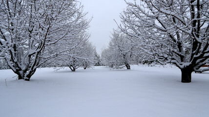 Fototapeta premium trees in the snow